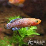 RAC 漂亮寶貝（對魚）