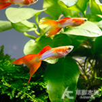 日本藍紅雙劍孔雀（公魚）