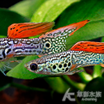 紅蕾絲雙劍孔雀（對魚）