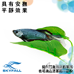 SKYFALL 天賞 鬥魚休息室