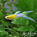 A級 黃金日本藍雙劍孔雀（對魚）