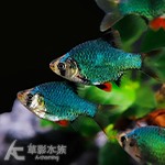 綠四間魚