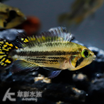 超紅鳳尾（對魚）