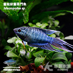 藍蛇紋蓋斑鬥魚