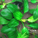 闊葉欖仁 "Rataj"