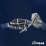 塞拉巧克力飛船