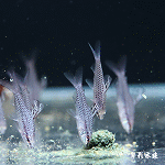 網球魚 3cm
