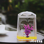 Apple 蘋果 星辰缸（含LED燈）