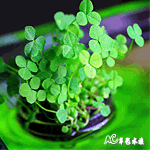 吸附式 DIY植物迷你小盆栽（含種子）