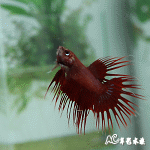 特級冠尾鬥魚（單色系/公魚）