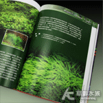 淡水微型水族箱