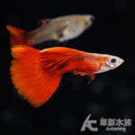 野生全紅孔雀（對魚）