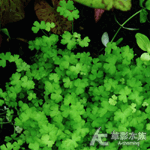 澳洲天湖荽（6x6cm）