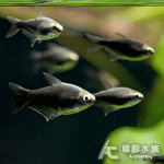黑帝王燈