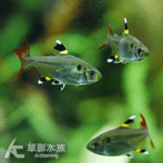 三叉尾玻璃彩旗