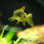 金線綠鼠