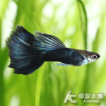 藍尾禮服孔雀（對魚）