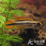 藍體超紅尾阿卡西（對魚）