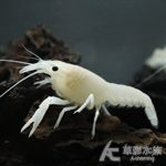 佛羅里達白螯蝦