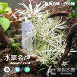 水草名牌（100入/白色）