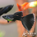 黑木炭孔雀（對魚）