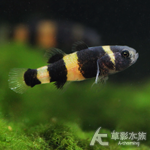 小蜜蜂 2~2.5cm