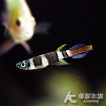 ANN 斑節鱂魚