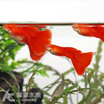 全紅白子孔雀（對魚）