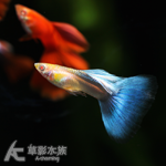 藍尾禮服白子孔雀（對魚）