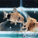 國王豹鼠（2.2~2.5cm）