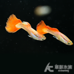 白金紅尾孔雀（公魚）
