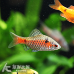 鑽石彩虹鯽（3.5~4cm）