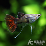 野生全紅緞帶孔雀（對魚）