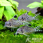 大花網鼠（3.5cm）