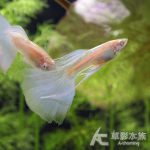 藍尾禮服大C型緞帶白子孔雀（對魚）