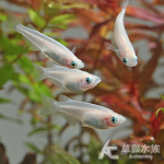 銀白稻田魚