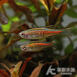 虹帶斑馬（2.3~2.8cm）