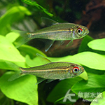 赤目金線燈（2.5~3cm）