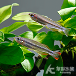 馬達加斯加美人（3~3.5cm）