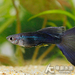 莫斯科藍孔雀（對魚）