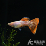 金屬紅蕾絲白子孔雀（對魚）