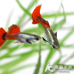 白金紅尾孔雀（對魚）