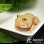 萊姆角蛙