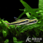 紅尾幽靈燈