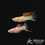安德拉斯雙劍白子（對魚）