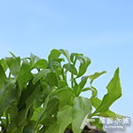 光葉水菊（水上葉）