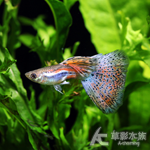 紅草尾孔雀（對魚）