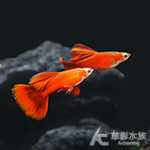 黃化野生全紅孔雀（對魚）