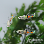 艾爾虎孔雀（公魚）