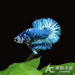 大理石 將軍鬥魚（公魚）